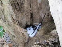 Cousin, Courieuse und St. Pierre