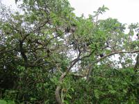 Cousin, Courieuse und St. Pierre