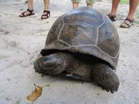 Cousin, Courieuse und St. Pierre