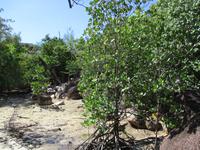 Cousin, Courieuse und St. Pierre