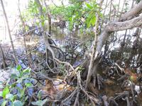 Cousin, Courieuse und St. Pierre