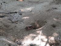 Cousin, Courieuse und St. Pierre