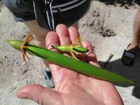 Cousin, Courieuse und St. Pierre