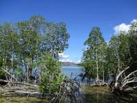Cousin, Courieuse und St. Pierre
