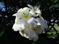 New Emerald Cove Hotel Praslyn