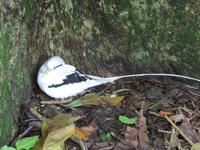 Aride Island Ausflug