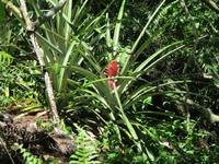 Aride Island Ausflug