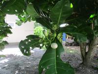 Aride Island Ausflug