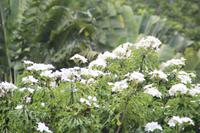 Inselrundfahrt Mahé - Botanischer Garten