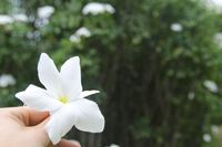 Inselrundfahrt Mahé - Botanischer Garten