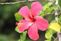 Inselrundfahrt Mahé - Botanischer Garten