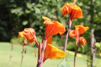 Inselrundfahrt Mahé - Botanischer Garten