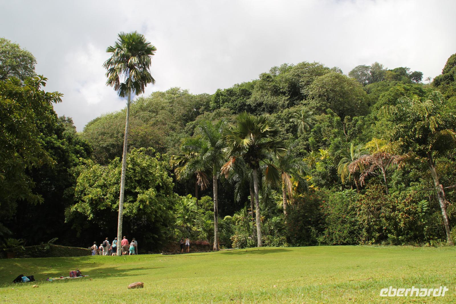 Inselrundfahrt Mahé - Botanischer Garten