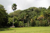 Inselrundfahrt Mahé - Botanischer Garten