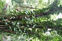 Inselrundfahrt Mahé - Botanischer Garten