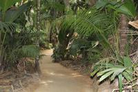 Vallée De Mai Nationalpark - Praslin