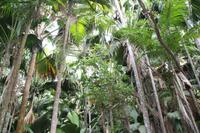 Vallée De Mai Nationalpark - Praslin
