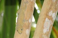 Vallée De Mai Nationalpark - Praslin