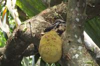 Vallée De Mai Nationalpark - Praslin