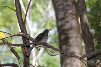 Vallée De Mai Nationalpark - Praslin