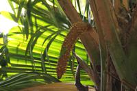 Vallée De Mai Nationalpark - Praslin