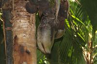 Vallée De Mai Nationalpark - Praslin