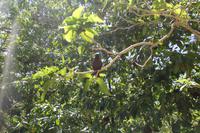 Rundgang auf Cousin Island