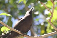 Rundgang auf Cousin Island