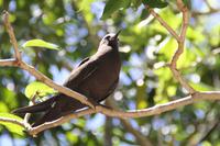 Rundgang auf Cousin Island