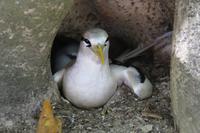 Rundgang auf Cousin Island