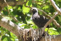 Rundgang auf Cousin Island