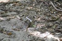 Rundgang auf Cousin Island