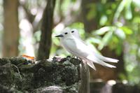 Rundgang auf Cousin Island