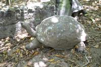 Rundgang auf Cousin Island