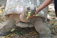 Rundgang auf Cousin Island