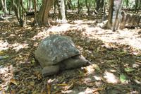 Rundgang auf Cousin Island