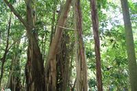 Rundgang auf Cousin Island