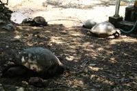 Rundgang auf Cousin Island