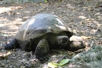 Rundgang auf Cousin Island