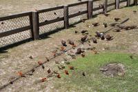 BBQ auf Curieuse Island