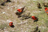 BBQ auf Curieuse Island