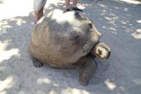 Rundgang auf Curieuse Island