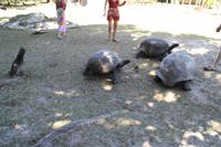 Rundgang auf Curieuse Island