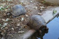 Rundgang auf Curieuse Island