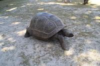 Rundgang auf Curieuse Island