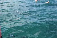 Schnorcheln in St. Pierre