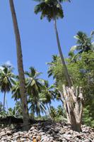 Kokosnussplantage - La Digue