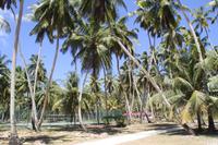 Kokosnussplantage - La Digue