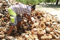 Kokosnussplantage - La Digue