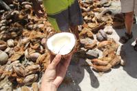 Kokosnussplantage - La Digue